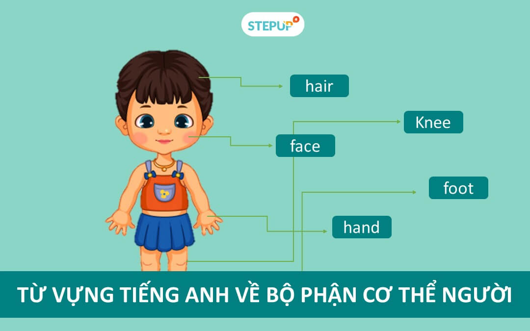 anh bia tu vung tieng anh ve bo phan co the nguoi